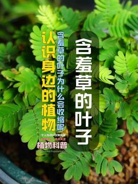 植物科普视频,科普视频带你领略生命奇迹